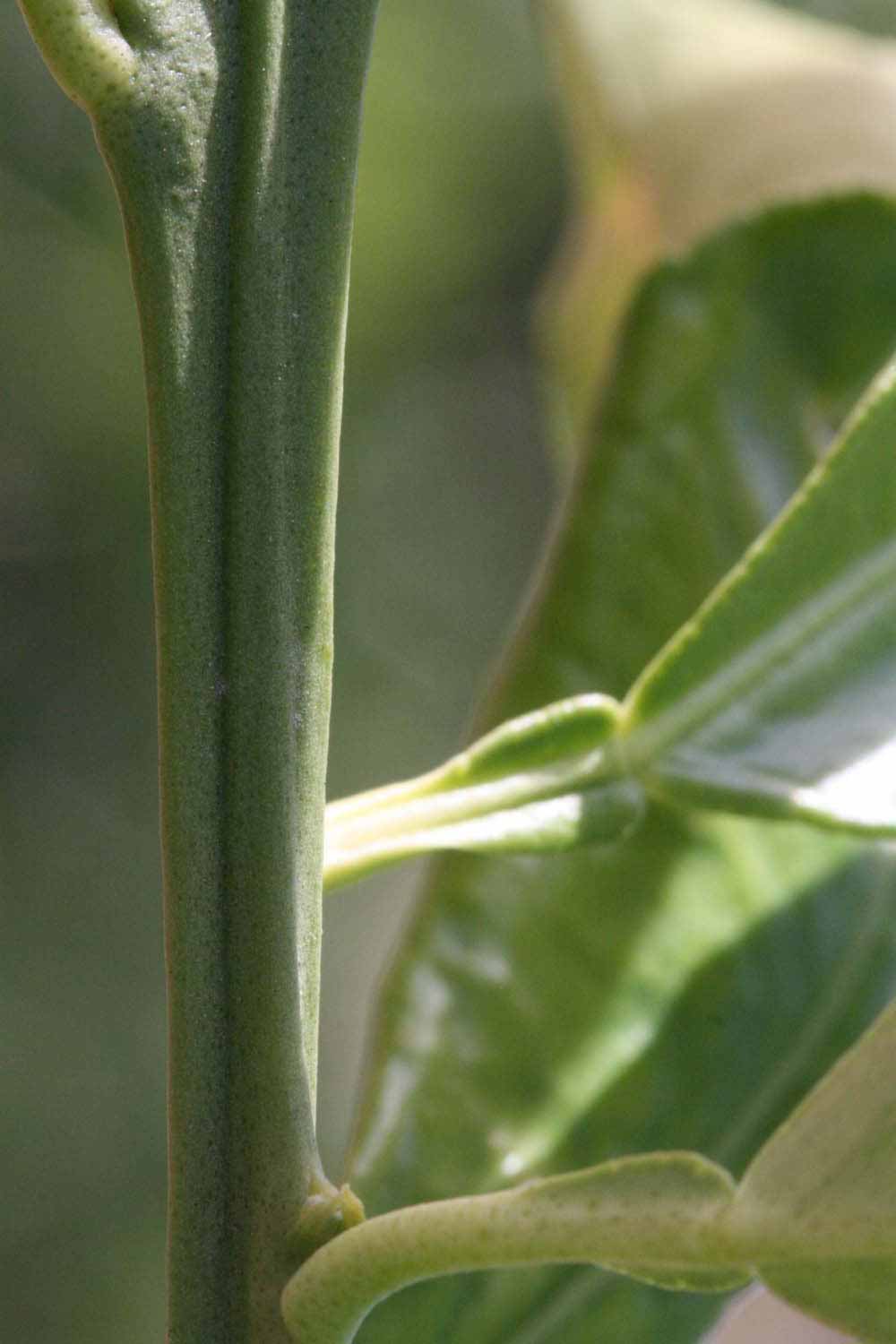              First year twig (Riverside, CA)       